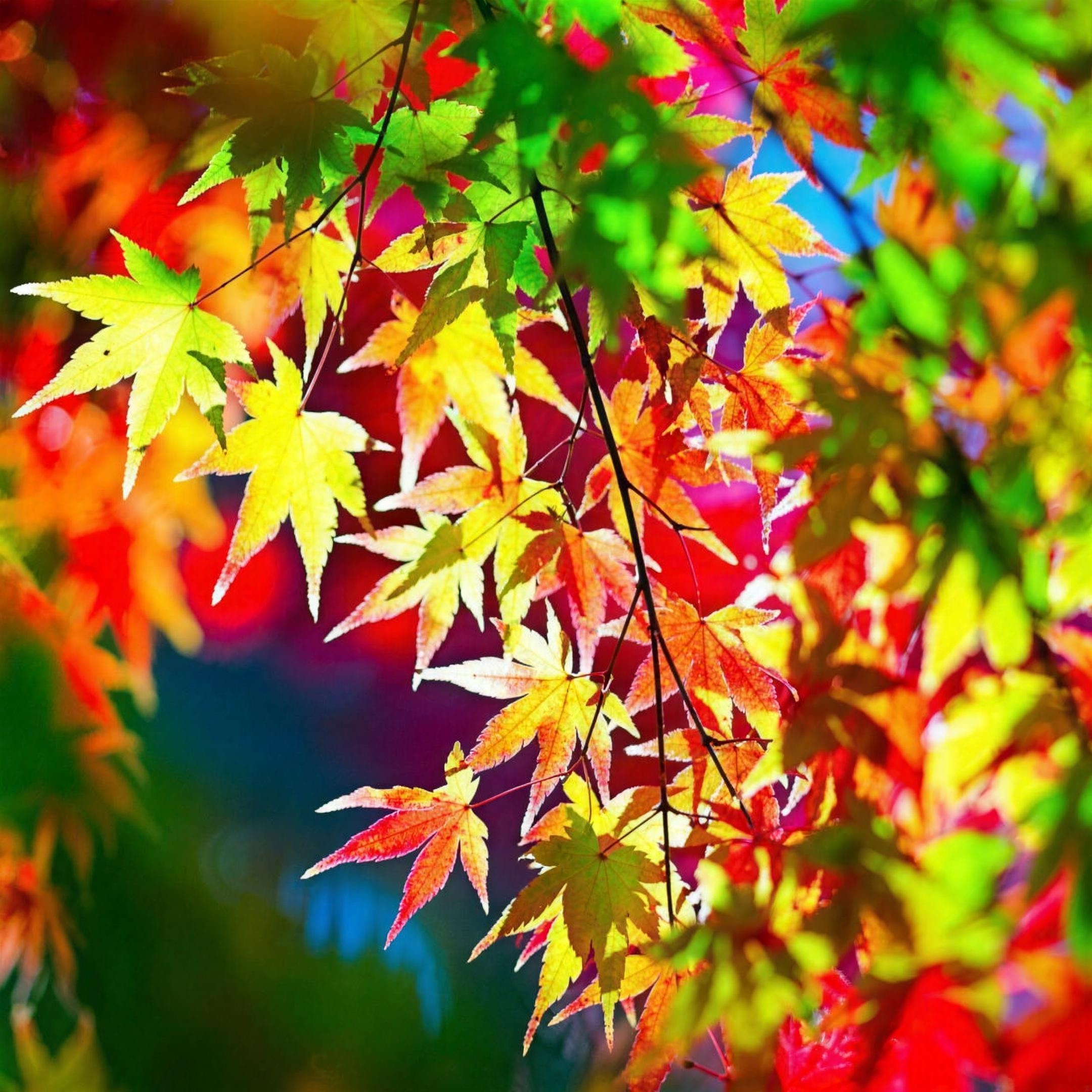 紅葉